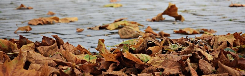 Nature Walks Image
